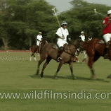 DeliriousHairyAnnashummingbird max 1mb