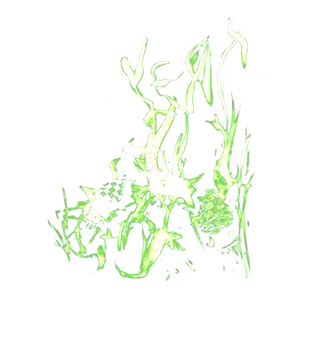 YEATSKUS 22142 pf.png