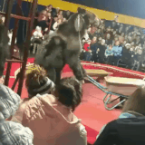GIF 230719 172219.gif