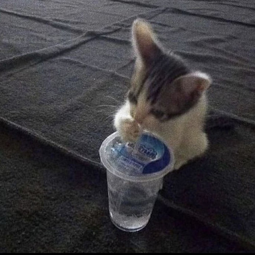 image.jpg