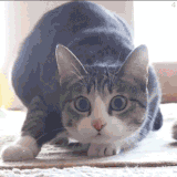 cat black guy gif.gif