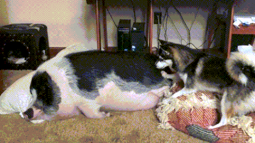 sika.gif