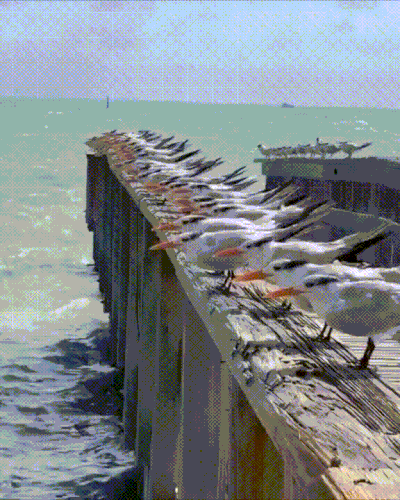 ptici.gif