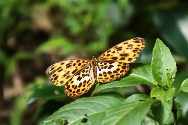 豹紋蝶(白裳貓蛺蝶)，攝影於山仔頂古道