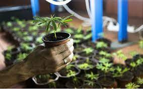 Dispensaries that Sell Clones near me.jpg