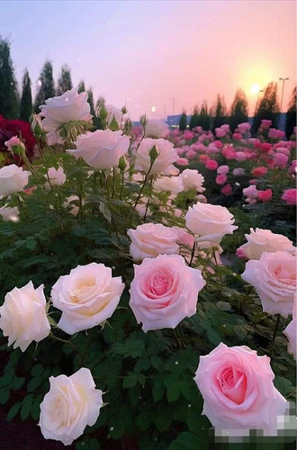 FB IMG 1689222765146.jpg