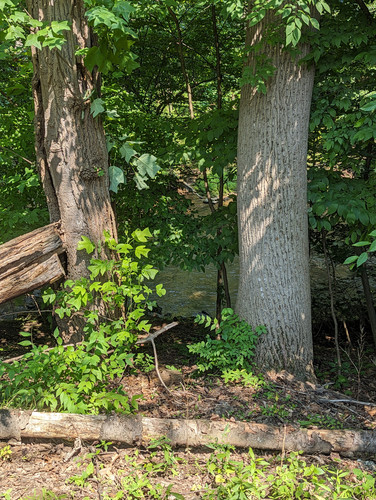 PXL 20230713 144729124.NIGHT