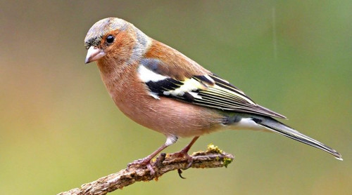 Fringilla coelebs 800x445.jpg
