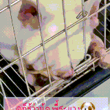 sobaka2.gif