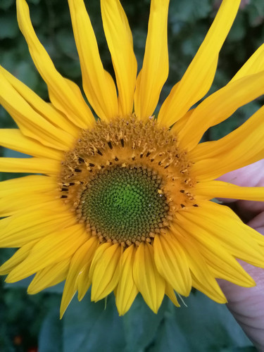 IMG 20200911 192242 (1).jpg