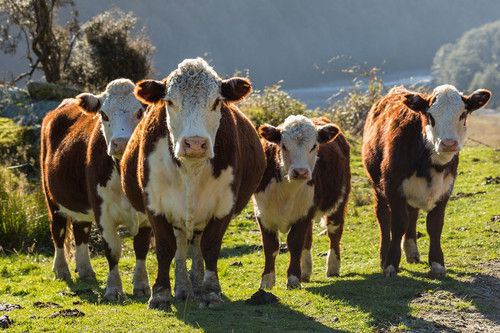herdofcows.jpg