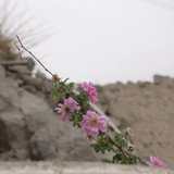 ZVE00971