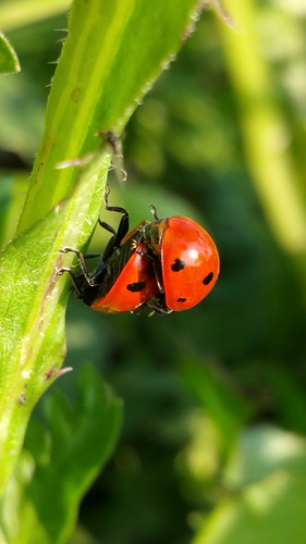 yes i can see the light macro macrolife nature bugs bugslife ladybug 21322235528 o.jpg