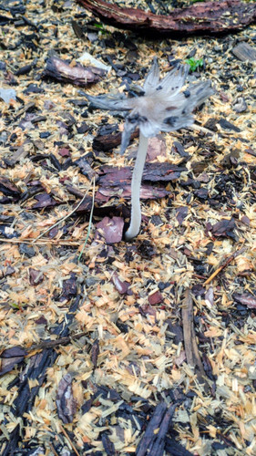 361113949 3218331281799316 2454964980828869485 n.jpg