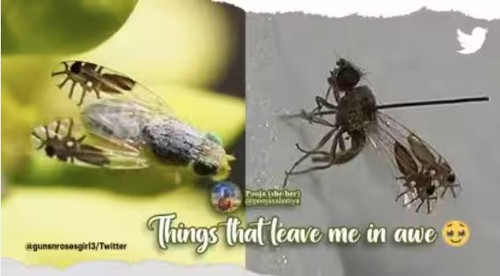 flys3.jpg