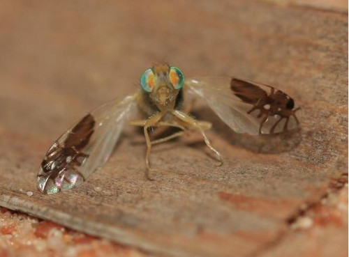 flys2.jpg