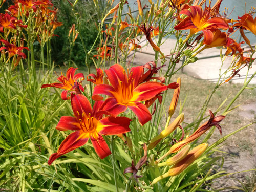 IMG 20230714 115001.jpg