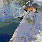 sobaka3.gif