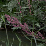 ZVE00904