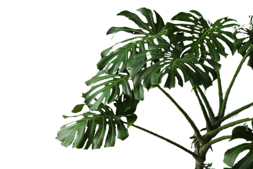 monstera 1.png