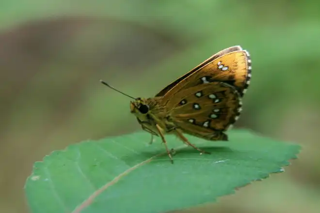 狹翅弄蝶(白翅弄蝶)，攝影於友蚋生態園區