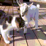 kotkozel.gif