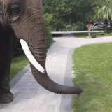 salidorro.gif
