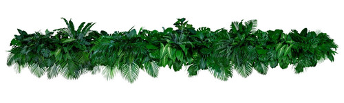 fern border.jpg