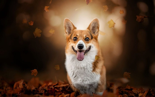 Pembroke Welsh Corgi for Sale USA - Littlecorgipuppies.com.jpg