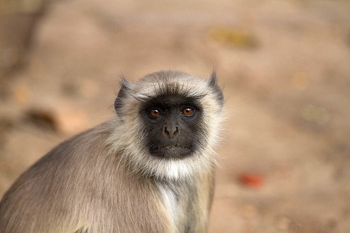 monkey 1086905 1280.jpg