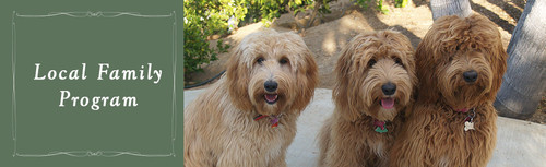 Buy Family Labradoodle.jpg