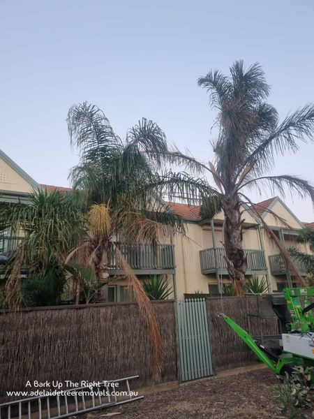 Tree pruning service in Adelaide by Adelaide Tree Removals.jpg