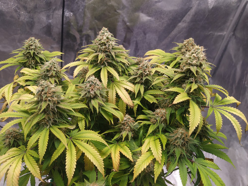 IMG 20230216 173044.jpg