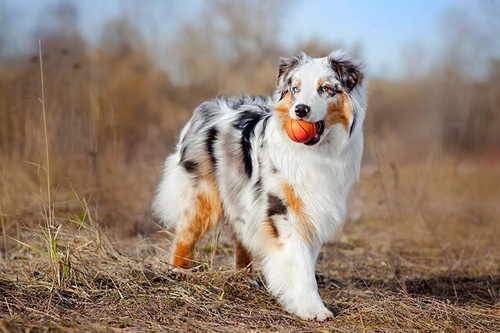 Australian Shepherd.1.1