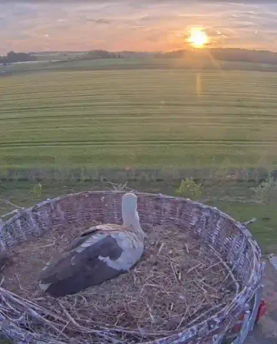 stork watching sunset.webp