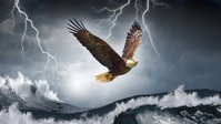 Eagle.1