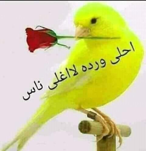 264352348 431615885134885 5400142112440437131 n.jpg