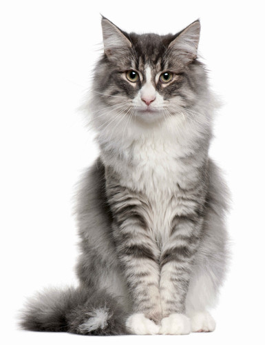 shutterstock 752719666 1 .jpg