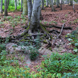 Вары 43