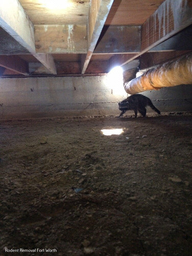 Critter Stop of Fort Worth 3.jpg