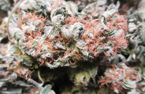 IMG 1929.cleaned.jpg