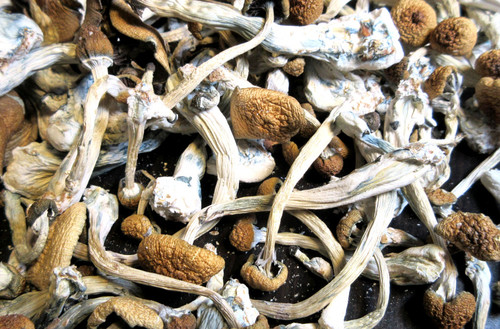 IMG 1876.cleaned.jpg