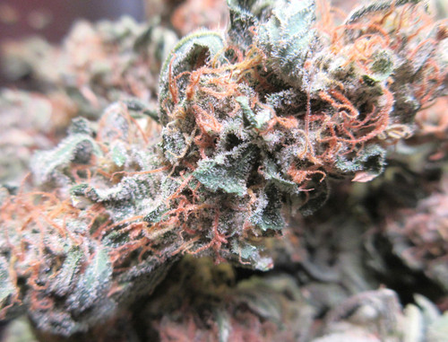 IMG 1937.cleaned.jpg