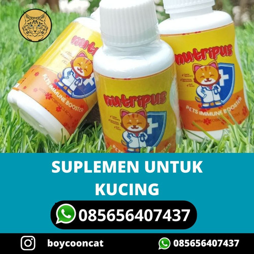 SUPLEMEN UNTUK KUCING.jpg
