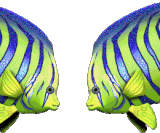 2434443SwqZkul2.gif