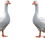 2325030ivAFOrXQ.gif