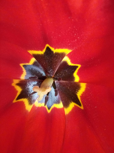 Fleurs (12).jpg
