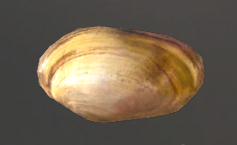 river mussel.png