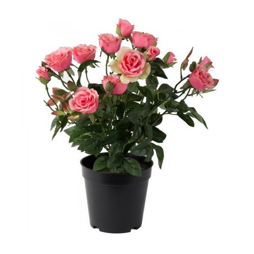 pink rose plant.jpg