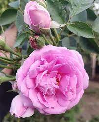 rose 2.jpg